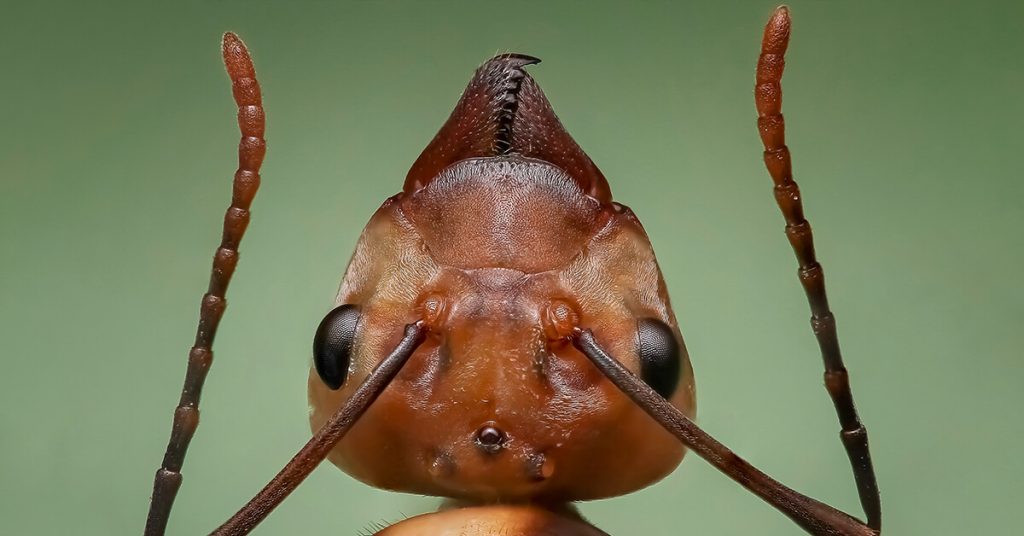 do ants have antennae