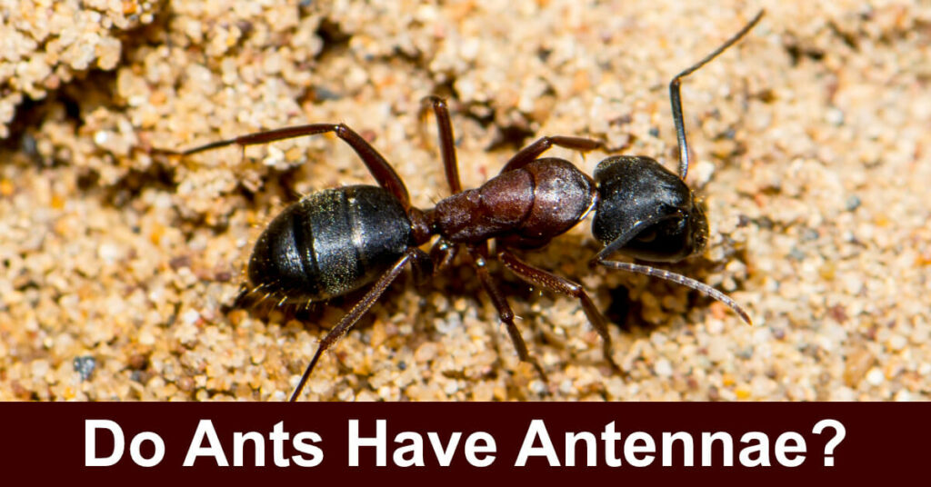do ants have antennae