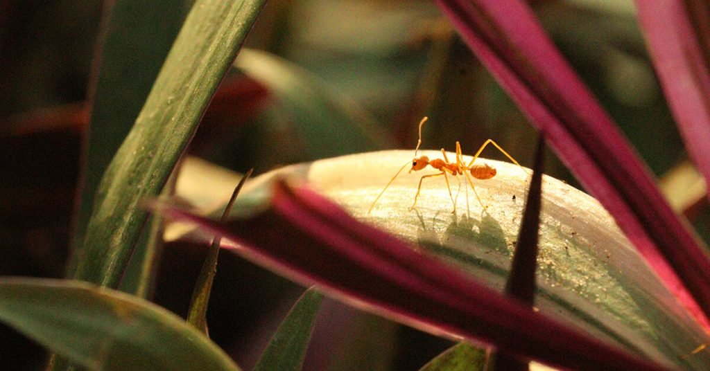 do ants have blood