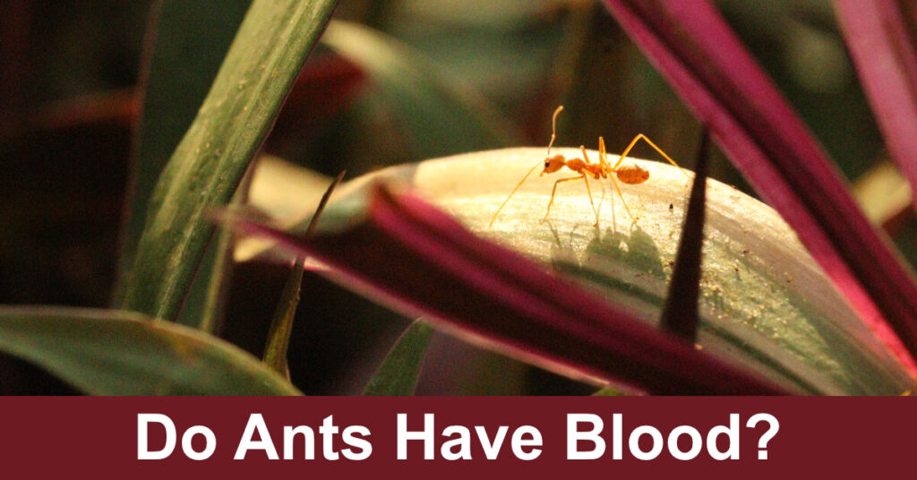 Do Ants Have Blood?