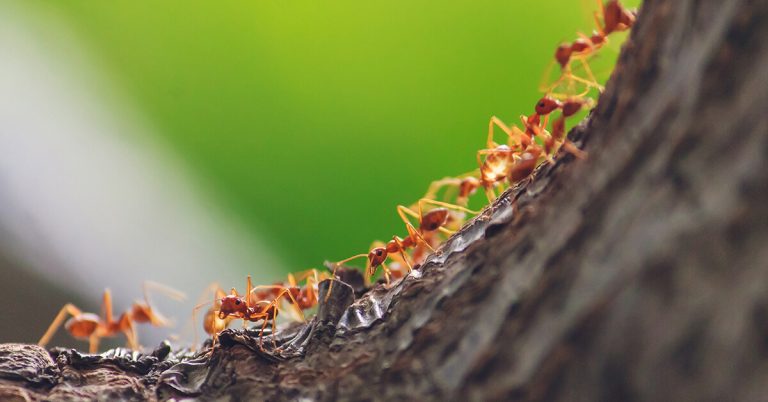 Do Ants Have Brains?