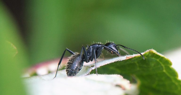 Do Ants Have Hair?