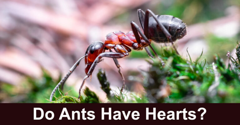 Do Ants Have Hearts?