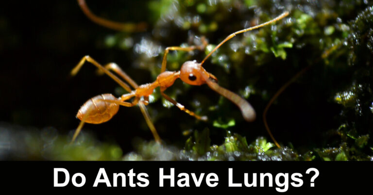 Do Ants Have Lungs?