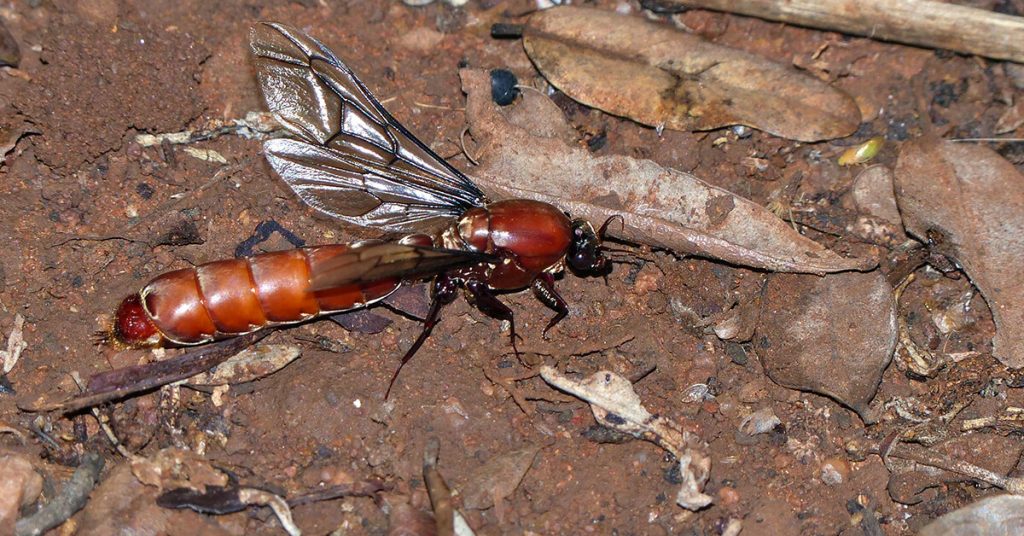 do ants have wings