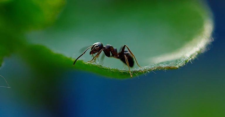 Do Ants Sleep?