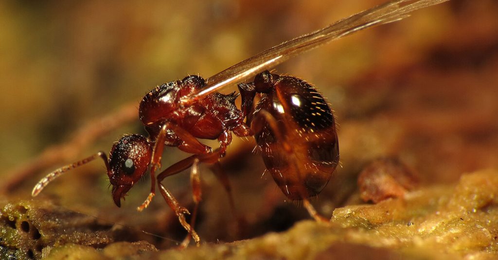 how many queens are in an ant colony