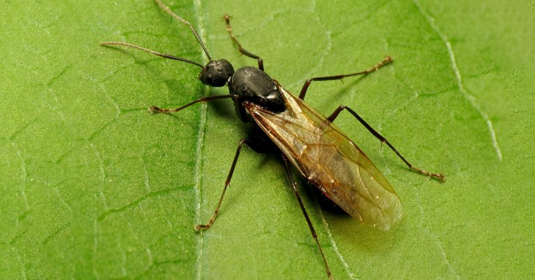 What Do Male Ants Do?