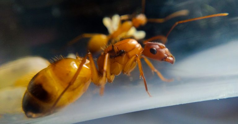 What Do Queen Ants Do?
