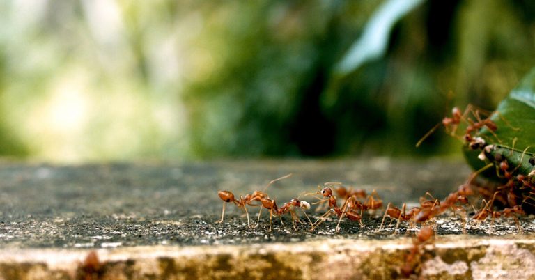 What Do Worker Ants Do?
