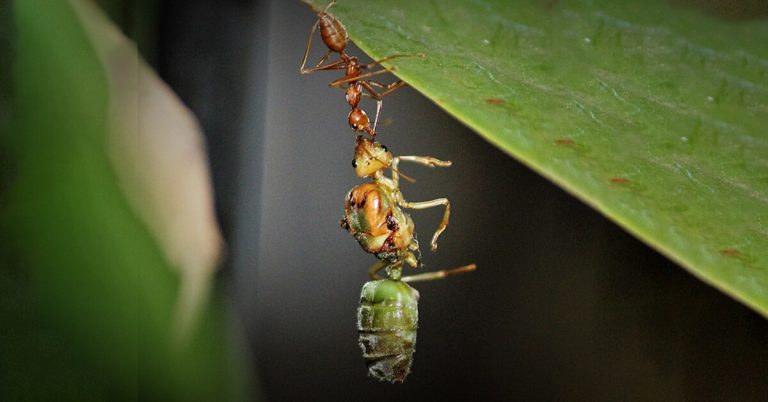 What Happens When The Queen Ant Dies?