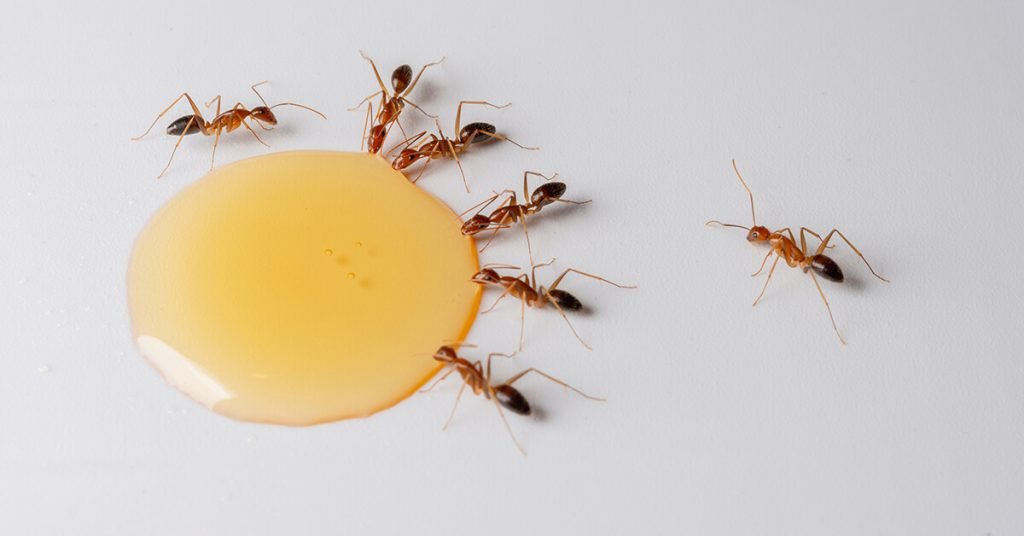 are ants attracted to honey
