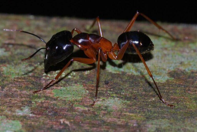 Do Ants Eat Wood?