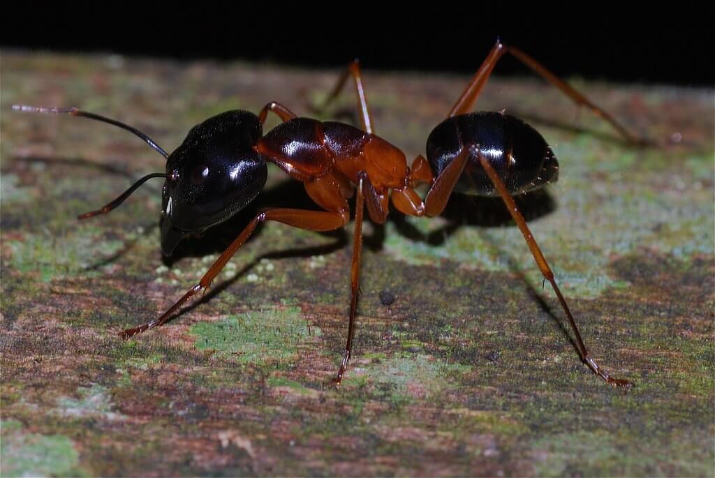 do ants eat wood