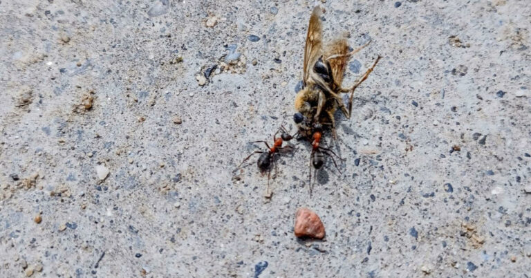 Do Ants Eat Bees?