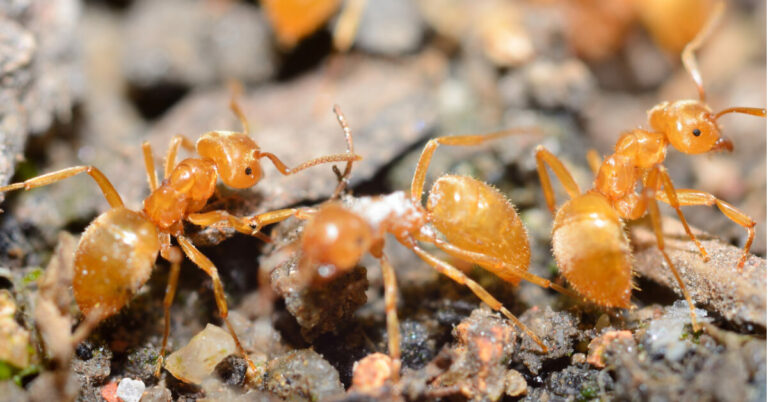 What Are Moisture Ants?