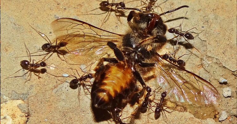 Do Ants Eat Insects?