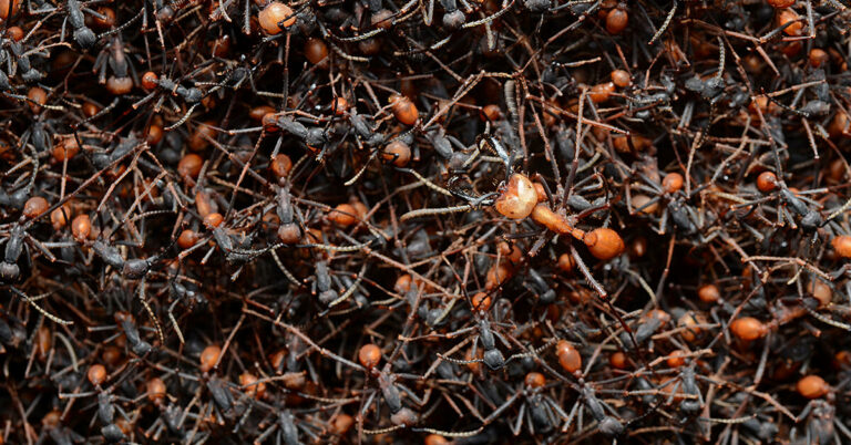 Are Army Ants Dangerous? Can They Kill Humans?