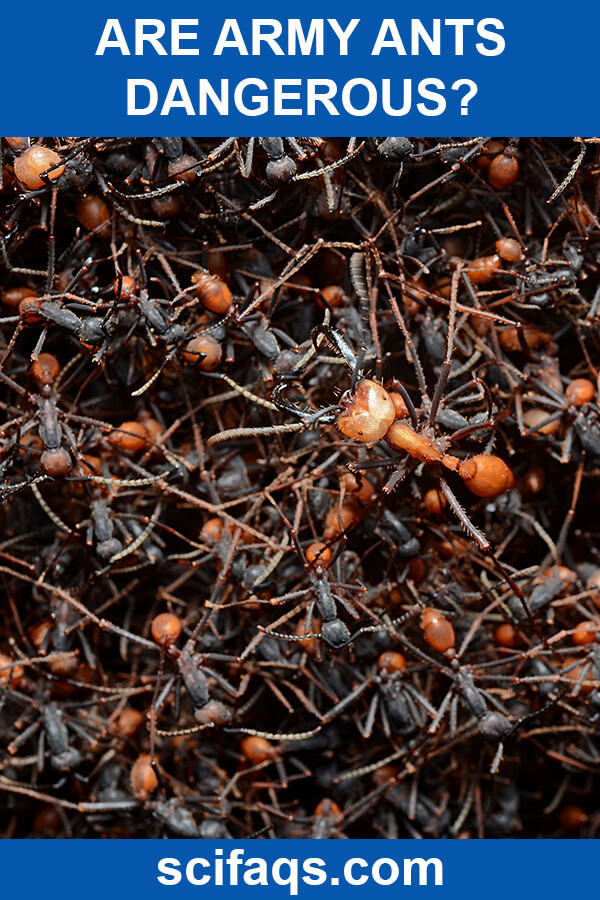 are army ants dangerous
