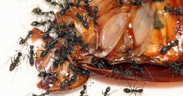 Do Ants Eat Cockroaches? Do They Keep Cockroaches Away?