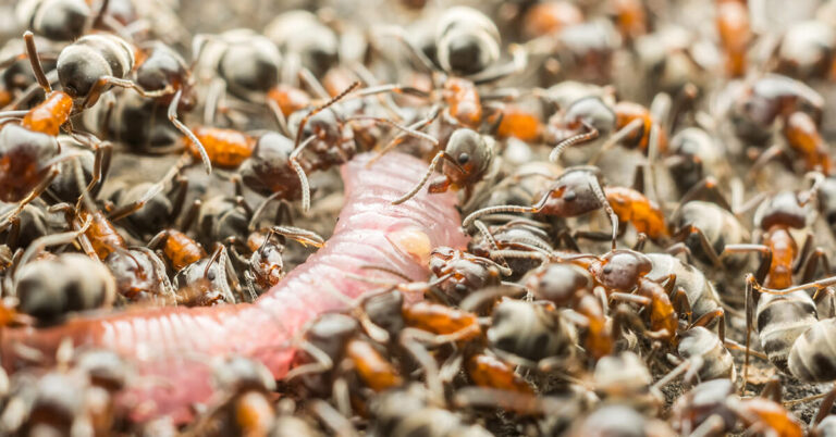 Do Ants Eat Worms?