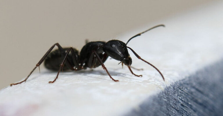 What Are Carpenter Ants? Should You Worry About Them?