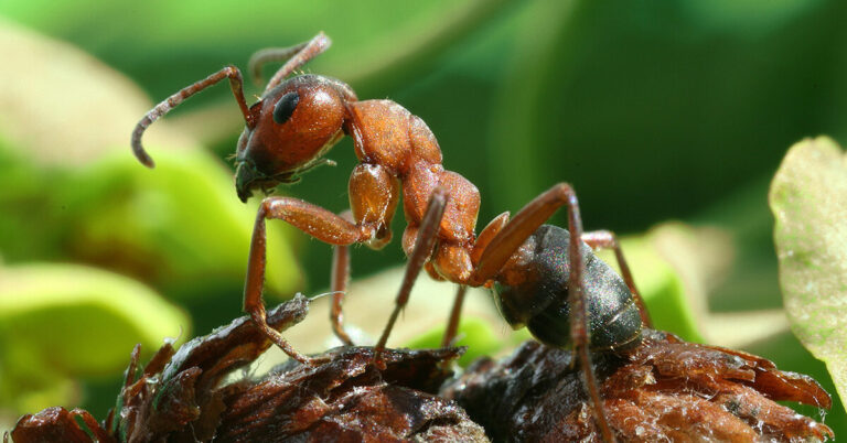 What Are Wood Ants? The 2 Types of Wood Ants