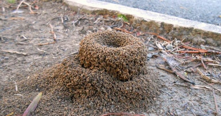 Why Do Ants Build Mounds?