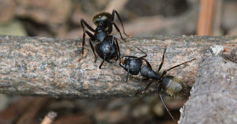 Are Carpenter Ants Dangerous? How Much Damage Can Carpenter Ants Do?