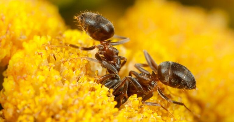 Do Ants Eat Flowers?