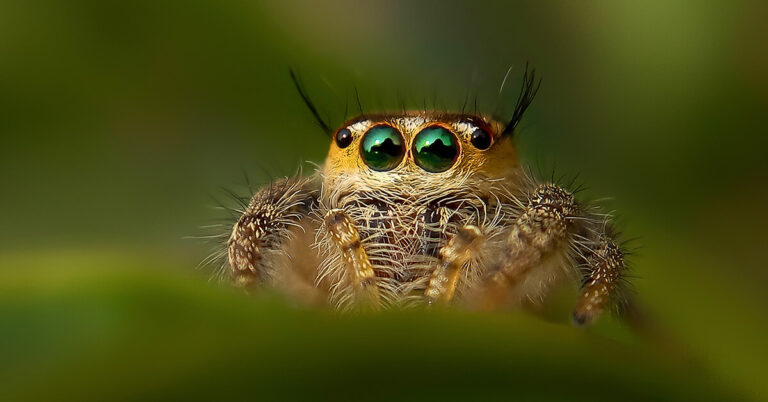 Do Ants Eat Spiders?