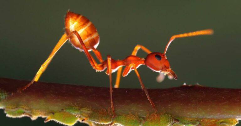 Do Ants Fart?