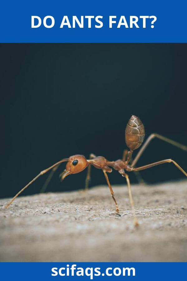 do ants fart