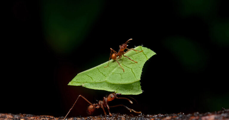 Do Ants Have Muscles?