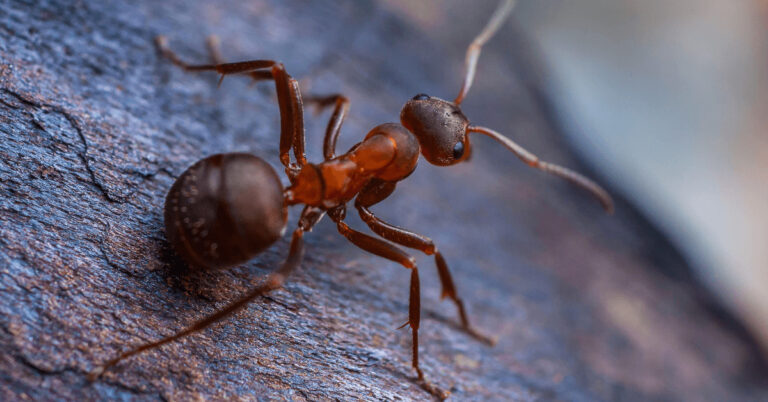 Do Ants Poop?