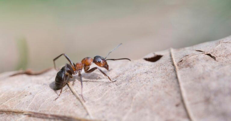 Why Are Ants Spicy?