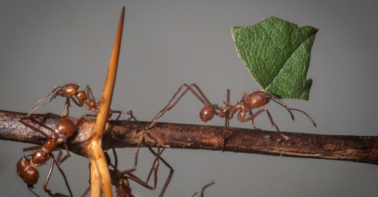 Do Ants Eat Leaves?