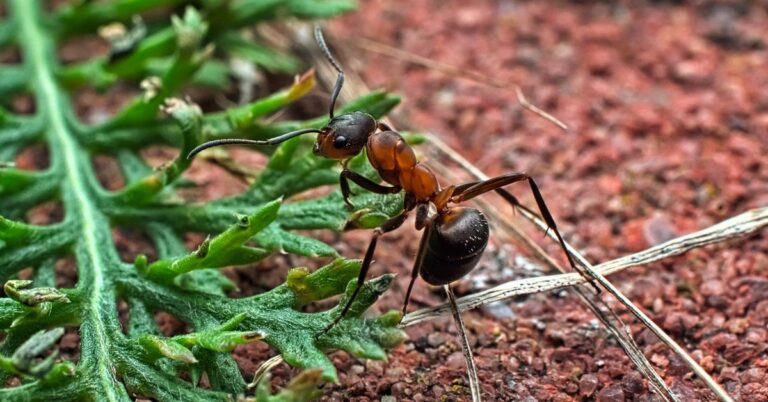 Do Ants Eat Plants?