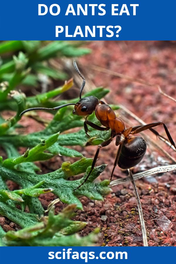 do ants eat plants