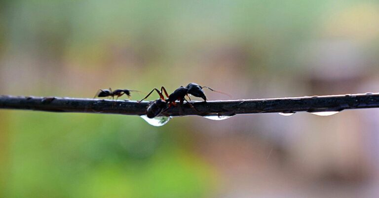 Do Ants Pee?