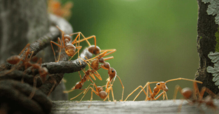 37 Fun And Interesting Facts About Ants