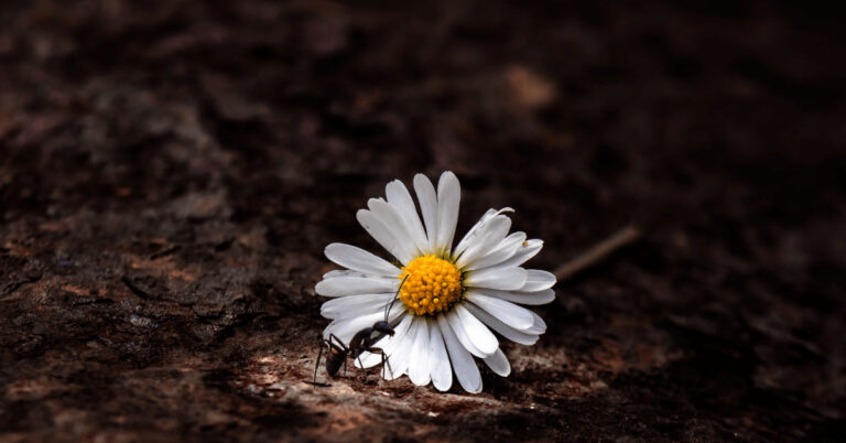 What Would Happen If Ants Went Extinct?