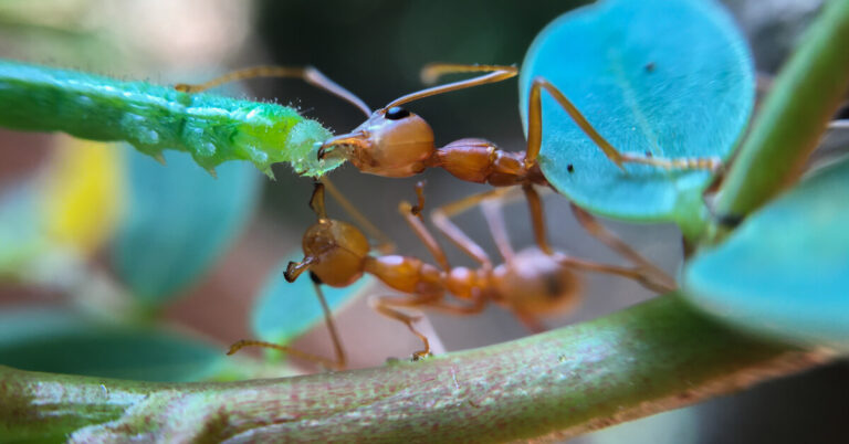 What Do Ants Eat?