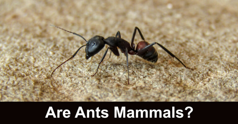 Are Ants Mammals?