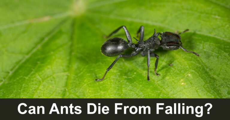 Can Ants Die From Falling?
