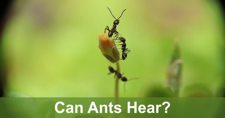 Can Ants Hear? Are They Deaf?