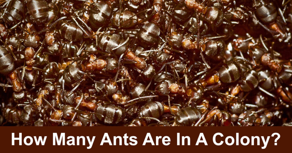 how many ants are in a colony
