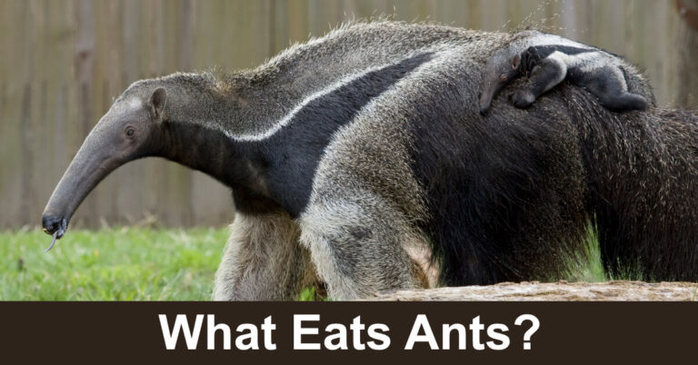 What Eats Ants? Comprehensive List of Natural Predators
