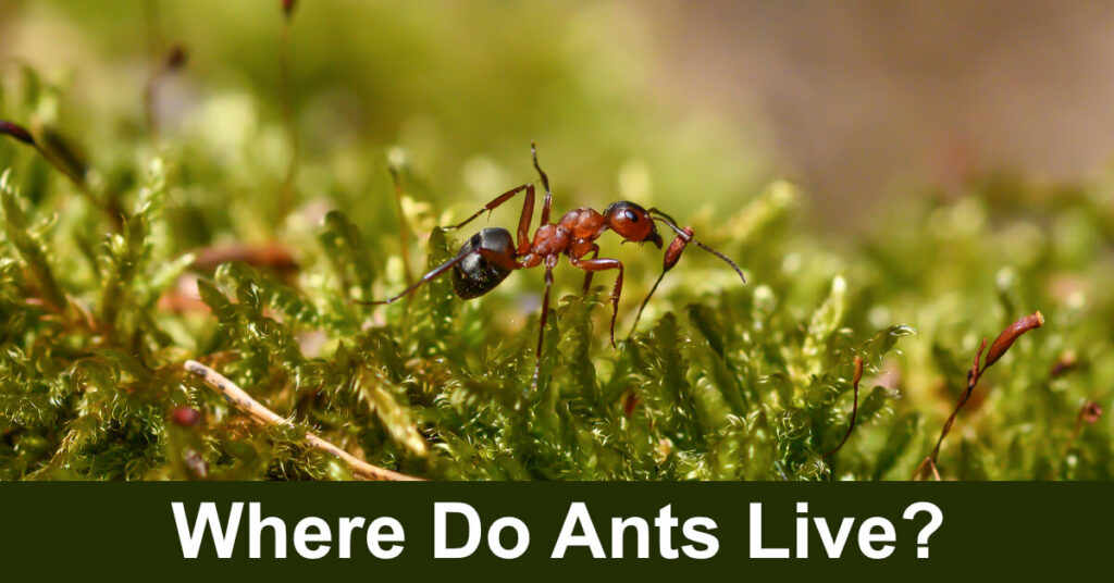 where do ants live