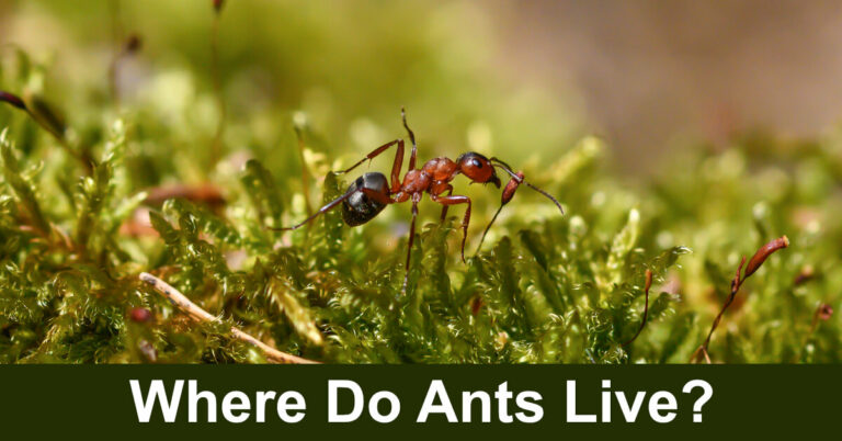 Where Do Ants Live?